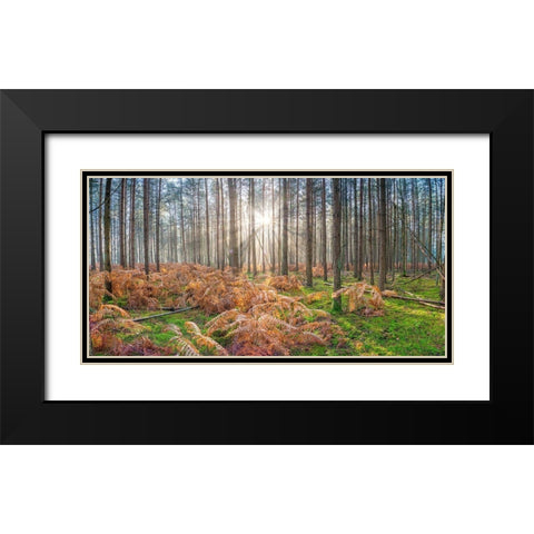Sunrays through forest trees Black Modern Wood Framed Art Print with Double Matting by Frank, Assaf