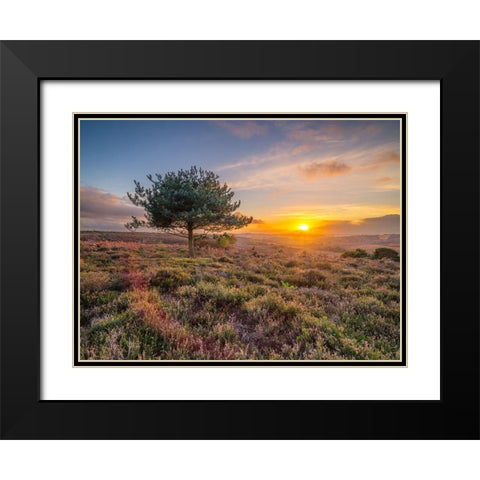 Lone tree sunset-New Forest Black Modern Wood Framed Art Print with Double Matting by Frank, Assaf