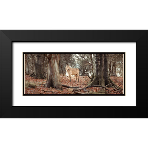 Horse in forest Black Modern Wood Framed Art Print with Double Matting by Frank, Assaf