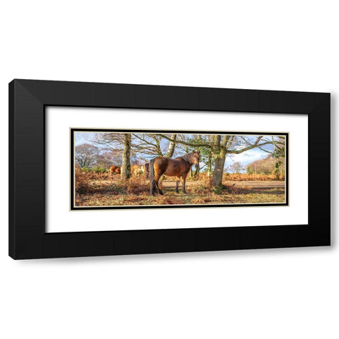 Horse in forest Black Modern Wood Framed Art Print with Double Matting by Frank, Assaf