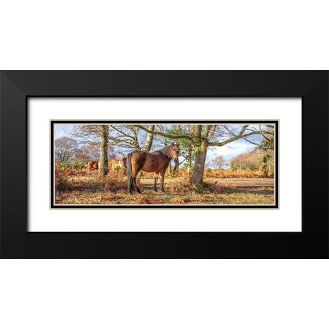 Horse in forest Black Modern Wood Framed Art Print with Double Matting by Frank, Assaf