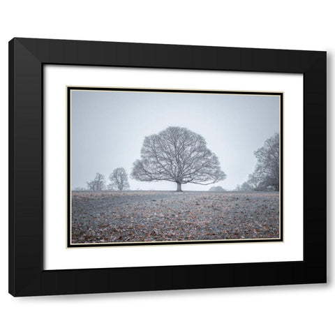 Single tree in meadow Black Modern Wood Framed Art Print with Double Matting by Frank, Assaf