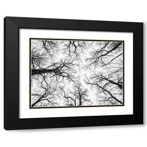 Low angle view of tree tops Black Modern Wood Framed Art Print with Double Matting by Frank, Assaf