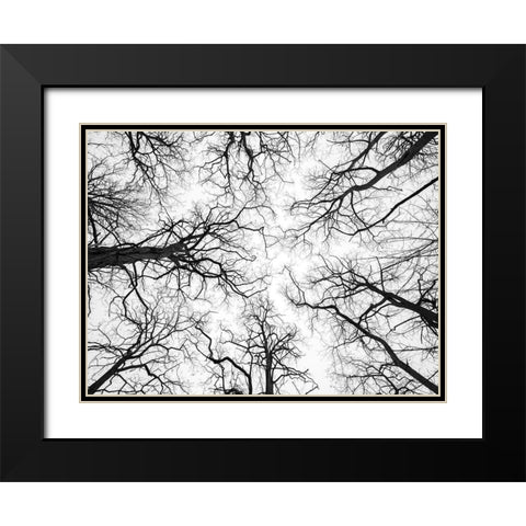 Low angle view of tree tops Black Modern Wood Framed Art Print with Double Matting by Frank, Assaf