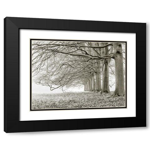Trees in a row Black Modern Wood Framed Art Print with Double Matting by Frank, Assaf