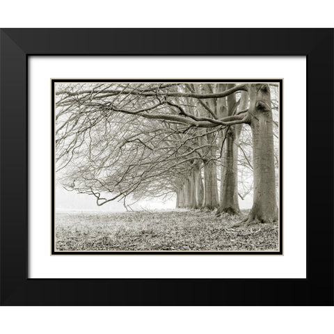 Trees in a row Black Modern Wood Framed Art Print with Double Matting by Frank, Assaf
