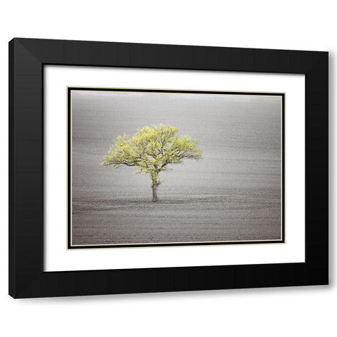 Single tree in foggy grassfield Black Modern Wood Framed Art Print with Double Matting by Frank, Assaf