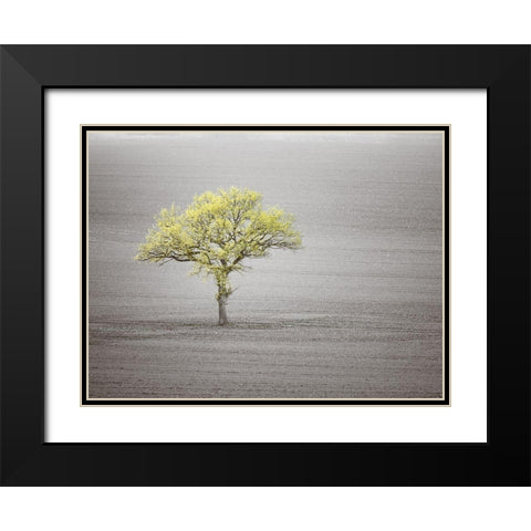 Single tree in foggy grassfield Black Modern Wood Framed Art Print with Double Matting by Frank, Assaf