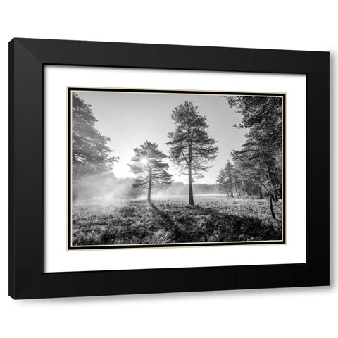 Sun trough trees Black Modern Wood Framed Art Print with Double Matting by Frank, Assaf