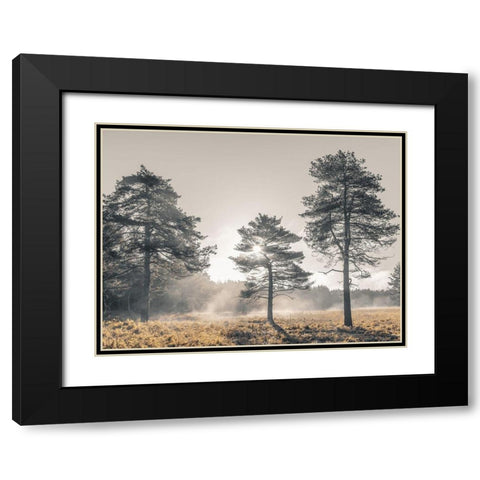 Sun trough trees Black Modern Wood Framed Art Print with Double Matting by Frank, Assaf