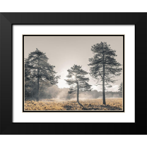 Sun trough trees Black Modern Wood Framed Art Print with Double Matting by Frank, Assaf