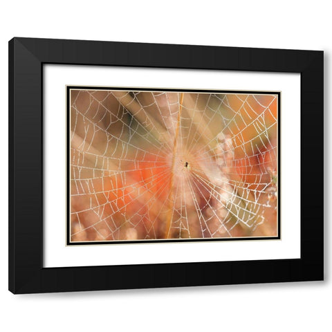 Spider web Black Modern Wood Framed Art Print with Double Matting by Frank, Assaf
