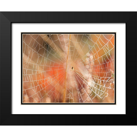 Spider web Black Modern Wood Framed Art Print with Double Matting by Frank, Assaf