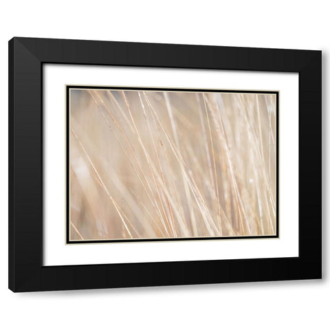 Reeds Black Modern Wood Framed Art Print with Double Matting by Frank, Assaf