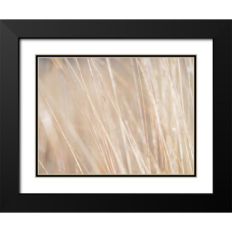 Reeds Black Modern Wood Framed Art Print with Double Matting by Frank, Assaf