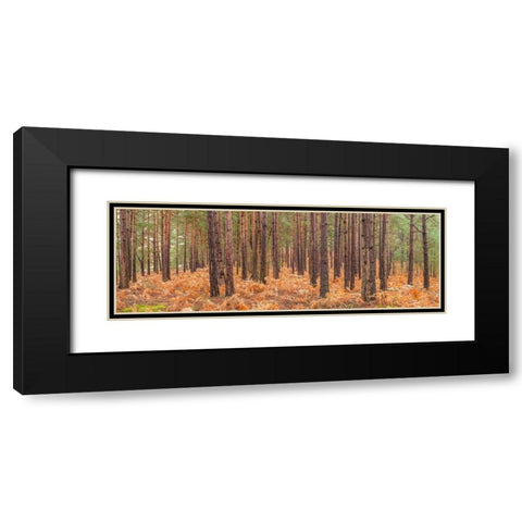 Autumn forest Black Modern Wood Framed Art Print with Double Matting by Frank, Assaf