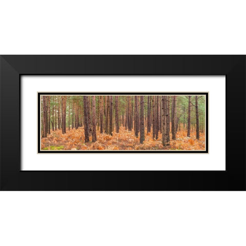 Autumn forest Black Modern Wood Framed Art Print with Double Matting by Frank, Assaf