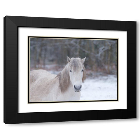 Horse in snowy forest Black Modern Wood Framed Art Print with Double Matting by Frank, Assaf