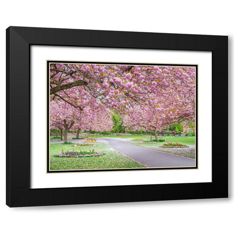 Blossom in the park Black Modern Wood Framed Art Print with Double Matting by Frank, Assaf