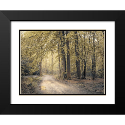 Pathway through forest Black Modern Wood Framed Art Print with Double Matting by Frank, Assaf