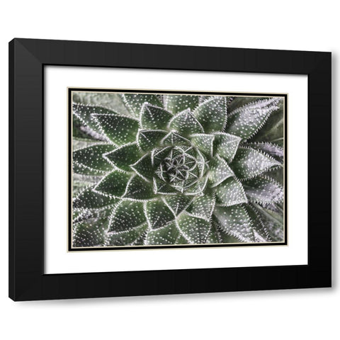 Succulent-Aloe Aristata Black Modern Wood Framed Art Print with Double Matting by Frank, Assaf
