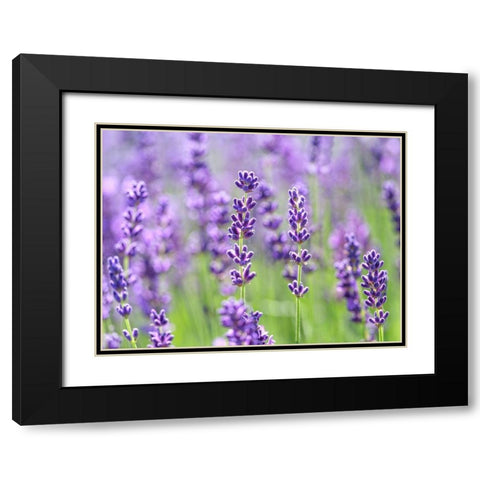 Lavender Black Modern Wood Framed Art Print with Double Matting by Frank, Assaf