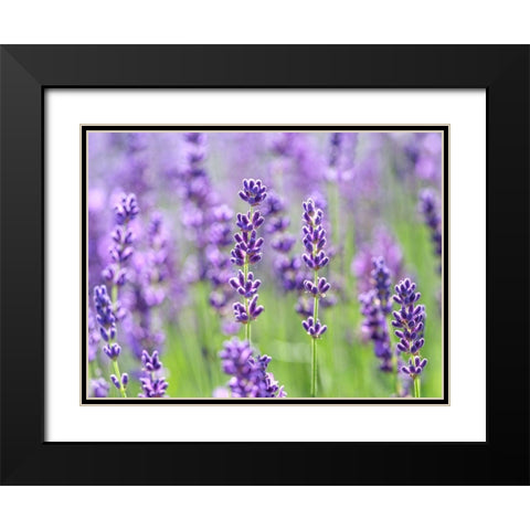 Lavender Black Modern Wood Framed Art Print with Double Matting by Frank, Assaf
