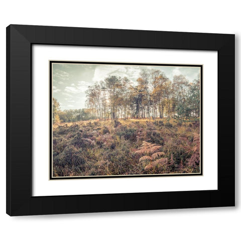Forest with tall trees and foliage Black Modern Wood Framed Art Print with Double Matting by Frank, Assaf