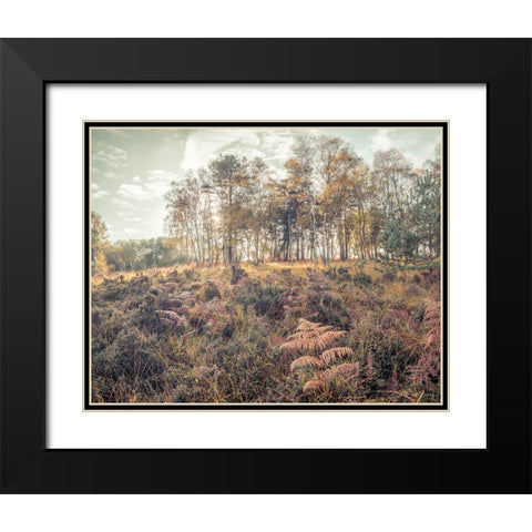 Forest with tall trees and foliage Black Modern Wood Framed Art Print with Double Matting by Frank, Assaf