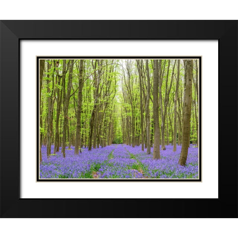 Bluebell wood path Black Modern Wood Framed Art Print with Double Matting by Frank, Assaf