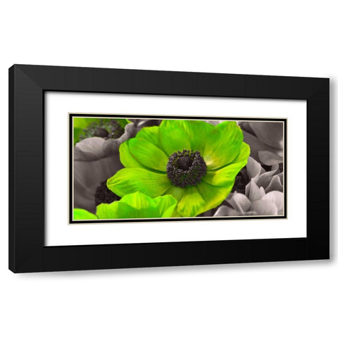 AF20111223 Anemone 008C15-2 Green Black Modern Wood Framed Art Print with Double Matting by Frank, Assaf