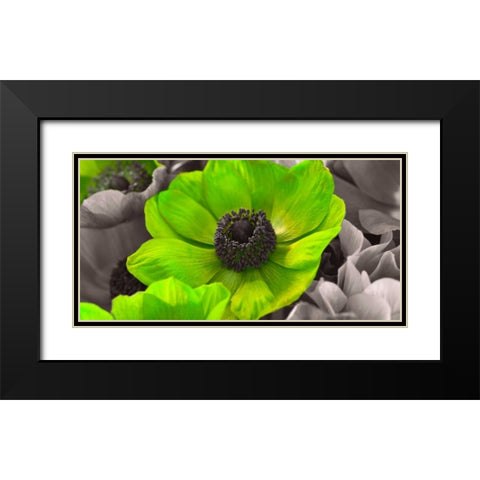 AF20111223 Anemone 008C15-2 Green Black Modern Wood Framed Art Print with Double Matting by Frank, Assaf