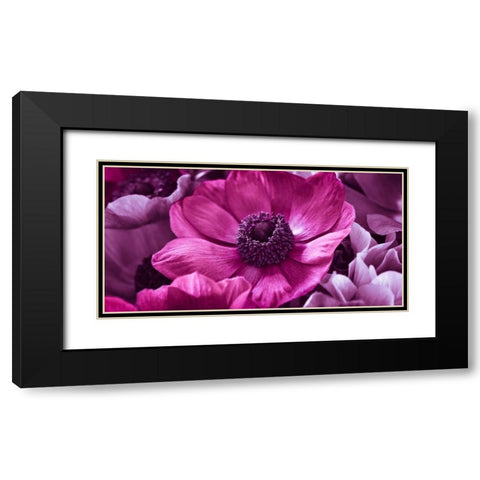 AF20111223 Anemone 008C15-2 RaspberryC01 Black Modern Wood Framed Art Print with Double Matting by Frank, Assaf