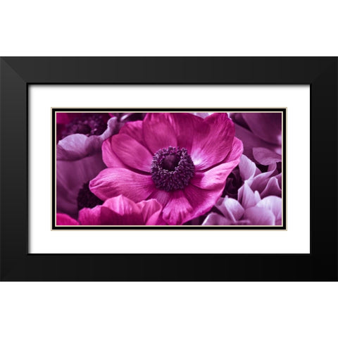 AF20111223 Anemone 008C15-2 RaspberryC01 Black Modern Wood Framed Art Print with Double Matting by Frank, Assaf