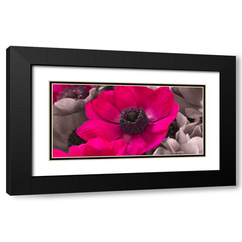 AF20111223 Anemone 008C15-2 Raspberry Black Modern Wood Framed Art Print with Double Matting by Frank, Assaf