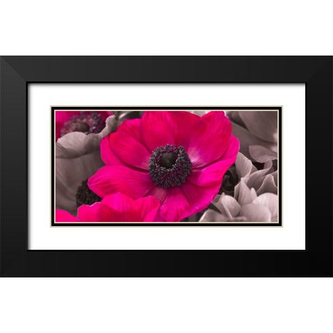 AF20111223 Anemone 008C15-2 Raspberry Black Modern Wood Framed Art Print with Double Matting by Frank, Assaf