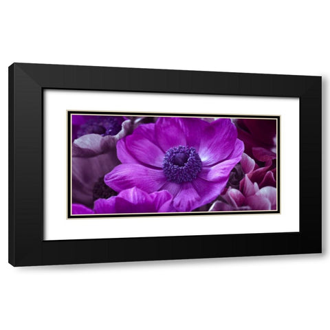 AF20111223 Anemone 008C16 Black Modern Wood Framed Art Print with Double Matting by Frank, Assaf