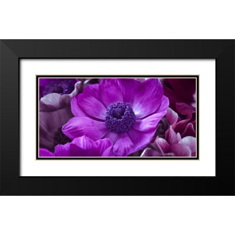 AF20111223 Anemone 008C16 Black Modern Wood Framed Art Print with Double Matting by Frank, Assaf