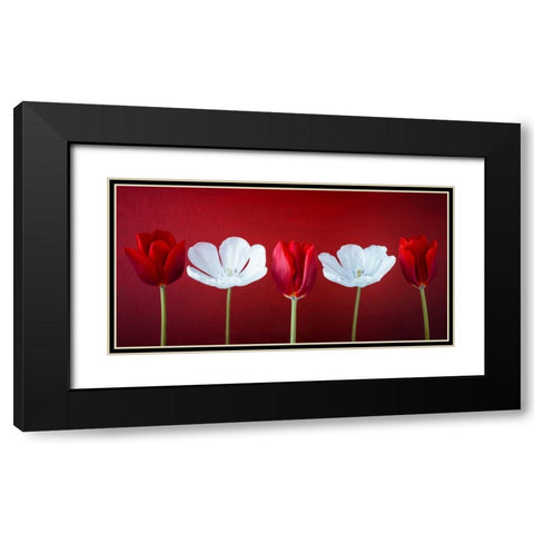 AF20120424 Tulips 351C12 Black Modern Wood Framed Art Print with Double Matting by Frank, Assaf