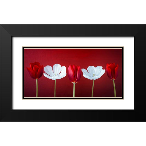 AF20120424 Tulips 351C12 Black Modern Wood Framed Art Print with Double Matting by Frank, Assaf
