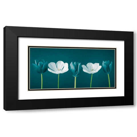 AF20120424 Tulips 350C09 Black Modern Wood Framed Art Print with Double Matting by Frank, Assaf