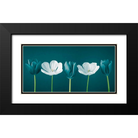 AF20120424 Tulips 350C09 Black Modern Wood Framed Art Print with Double Matting by Frank, Assaf
