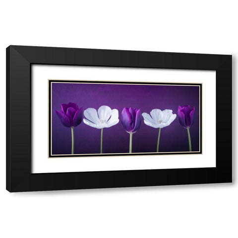 AF20120424 Tulips 351C13 Black Modern Wood Framed Art Print with Double Matting by Frank, Assaf