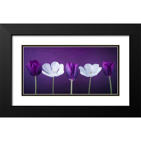 AF20120424 Tulips 351C13 Black Modern Wood Framed Art Print with Double Matting by Frank, Assaf