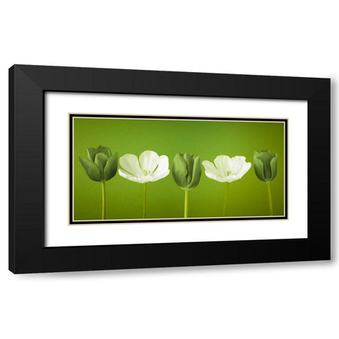 AF20120424 Tulips 349C13 Black Modern Wood Framed Art Print with Double Matting by Frank, Assaf