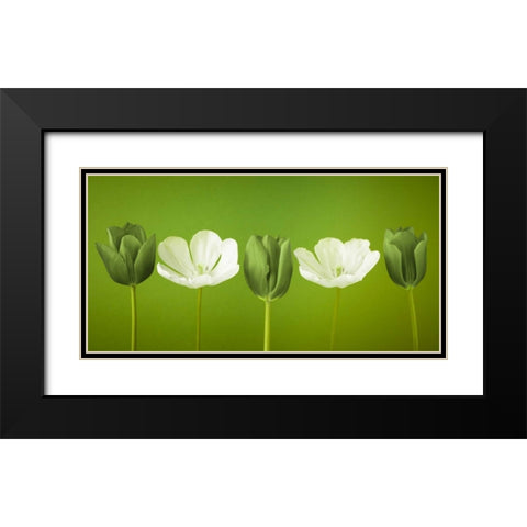 AF20120424 Tulips 349C13 Black Modern Wood Framed Art Print with Double Matting by Frank, Assaf