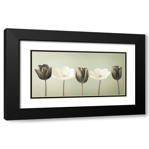 AF20120424 Tulips 353C04 Black Modern Wood Framed Art Print with Double Matting by Frank, Assaf