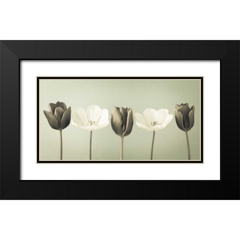 AF20120424 Tulips 353C04 Black Modern Wood Framed Art Print with Double Matting by Frank, Assaf