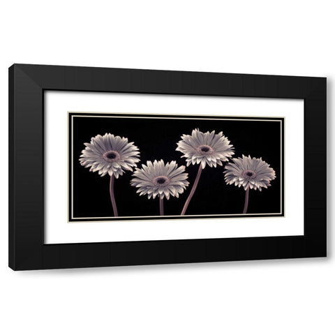 AF20120914 Gerberas 090C01 Black Modern Wood Framed Art Print with Double Matting by Frank, Assaf