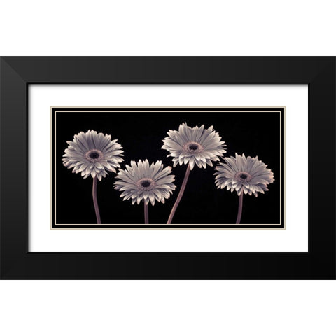AF20120914 Gerberas 090C01 Black Modern Wood Framed Art Print with Double Matting by Frank, Assaf